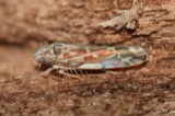 A photograph of the species Erasmoneura vulnerata, not of this specimen