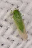 A photograph of the species Empoasca fabae, not of this specimen