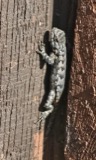 A photograph of the species Sceloporus undulatus, not of this specimen