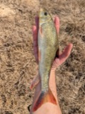 A photograph of the species Moxostoma Rafinesque, not of this specimen