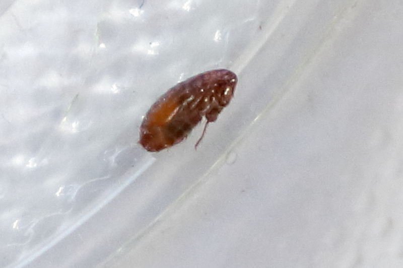 A photograph of the species Pulex irritans, not of this specimen
