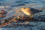 A photograph of the species Calidris canutus, not of this specimen
