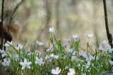 A photograph of the species Claytonia virginica, not of this specimen