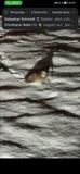 A photograph of the species Gallinago gallinago, not of this specimen