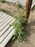 A photograph of the species Rumex maritimus, not of this specimen