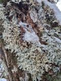 A photograph of the species Lobaria amplissima, not of this specimen