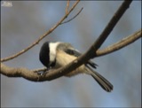 A photograph of the species Parus atricapillus, not of this specimen