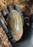 A photograph of the species Pyganodon cataracta, not of this specimen