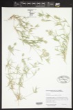 A photograph of the species Neeragrostis reptans, not of this specimen