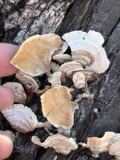 A photograph of the species Stereum fasciatum, not of this specimen
