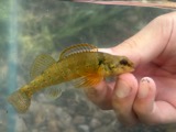 A photograph of the species Etheostoma variatum, not of this specimen