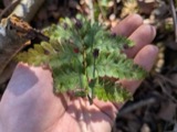 A photograph of the species Dryopteris cristata, not of this specimen