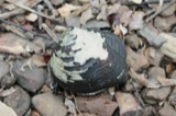 A photograph of the species Theliderma metanevra, not of this specimen