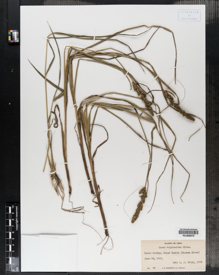 Specimen of Carex vulpinoidea Michx.