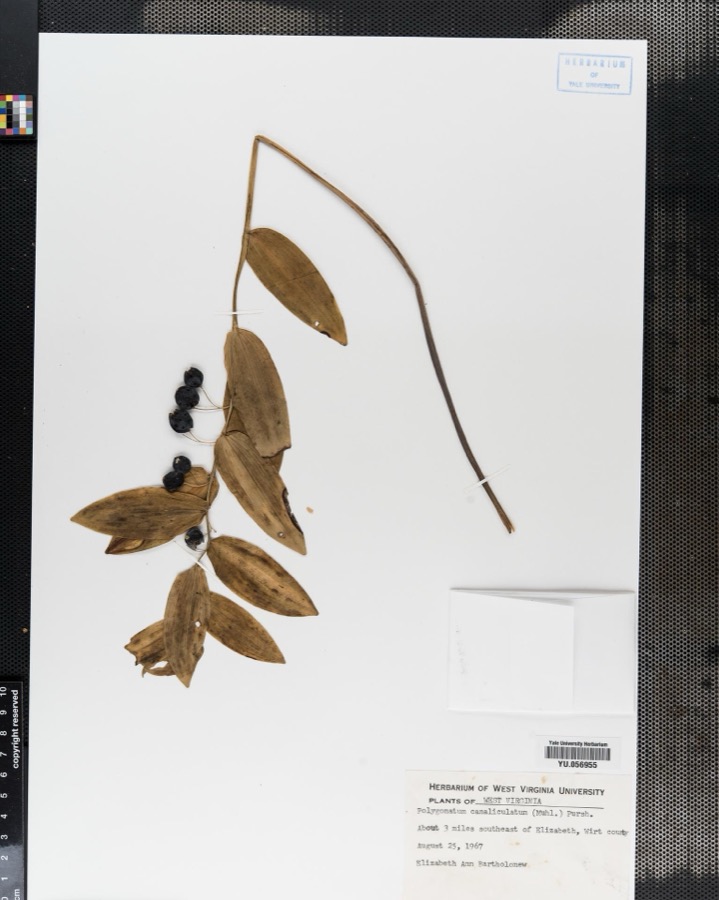 Specimen of Polygonatum Mill.