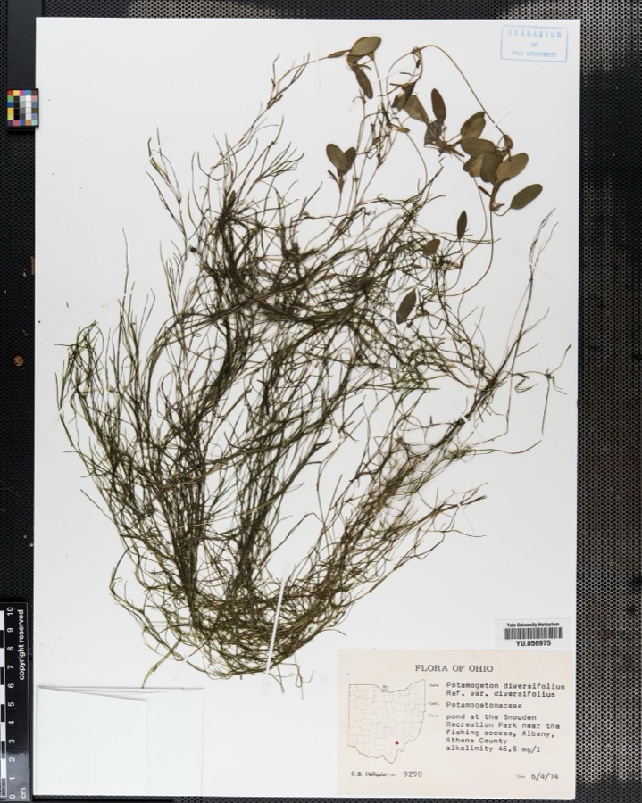 Specimen of Potamogeton diversifolius Raf.