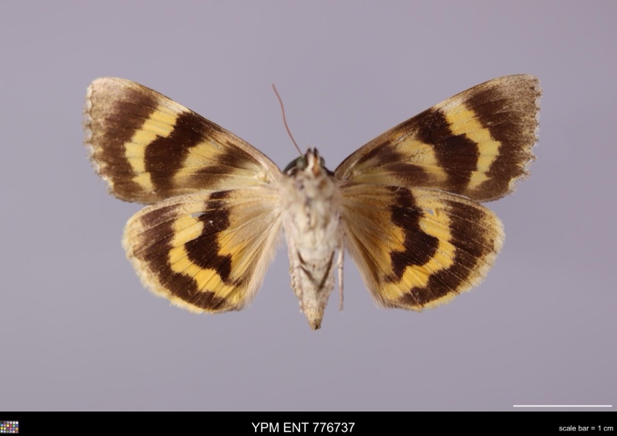 Specimen of Catocala habilis Grote, 1872