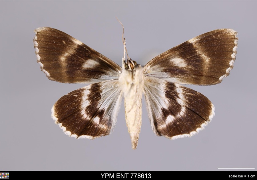Specimen of Catocala flebilis Grote, 1872