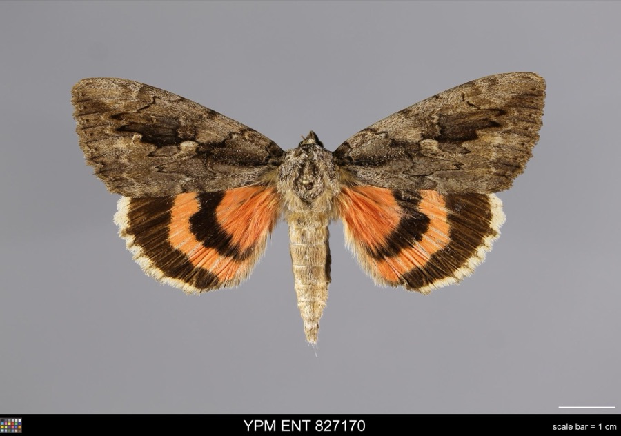 Specimen of Catocala amatrix Hübner, 1813