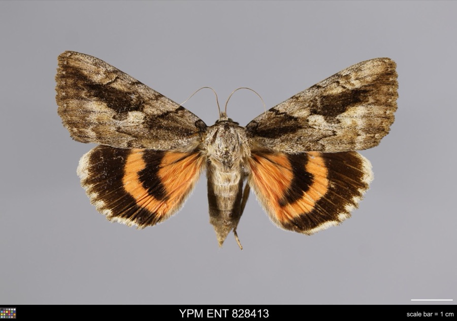 Specimen of Catocala amatrix Hübner, 1813