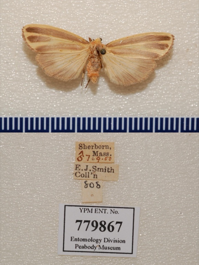 Specimen of Hypoprepia fucosa Hübner, 1831