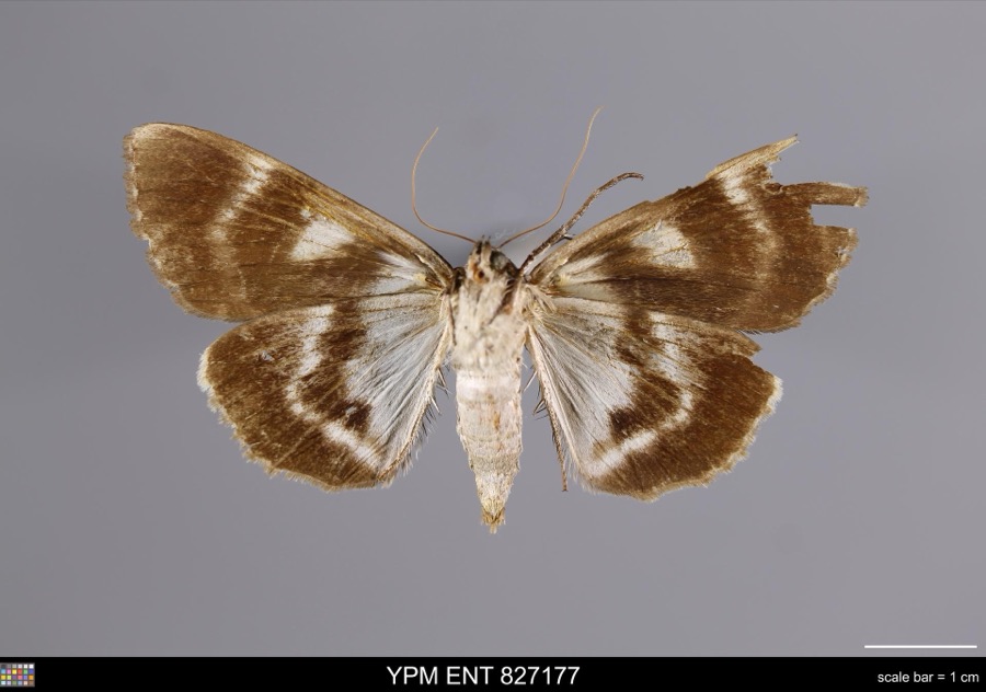 Specimen of Catocala residua Grote, 1874