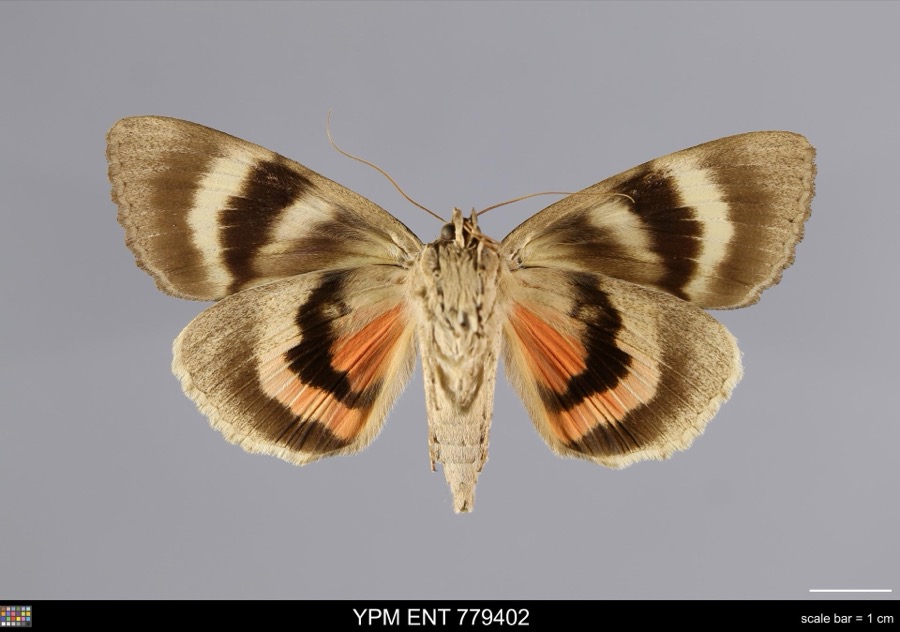 Specimen of Catocala amatrix Hübner, 1813
