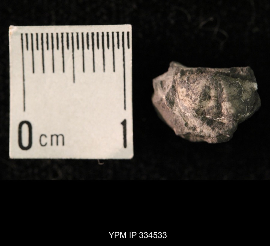 Specimen of Mesolobus mesolobus (Norwood & Pratten, 1855)