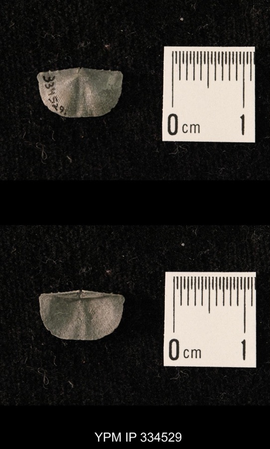 Specimen of Mesolobus Dunbar & Condra, 1932
