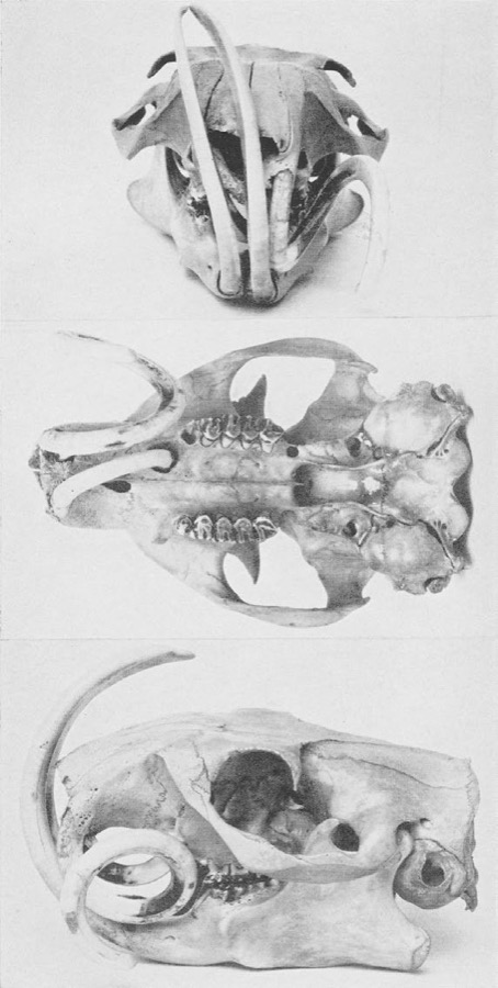Specimen of Marmota monax monax (Linnaeus, 1758)