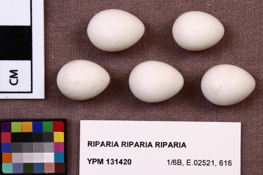 Specimen of Riparia riparia riparia (Linnaeus, 1758)