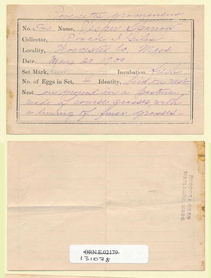 Specimen of Pooecetes gramineus gramineus (J.F.Gmelin, 1789)