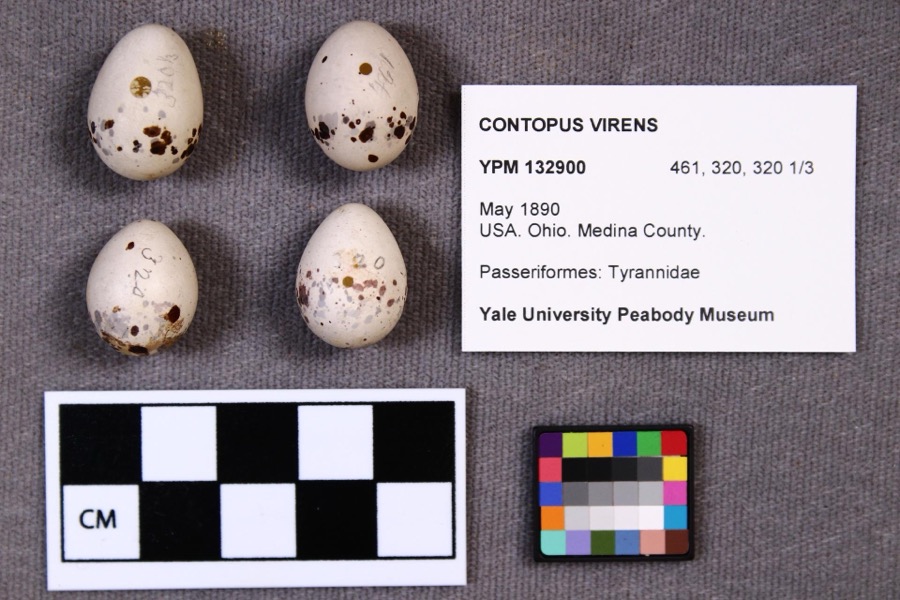 Specimen of Contopus virens (Linnaeus, 1766)