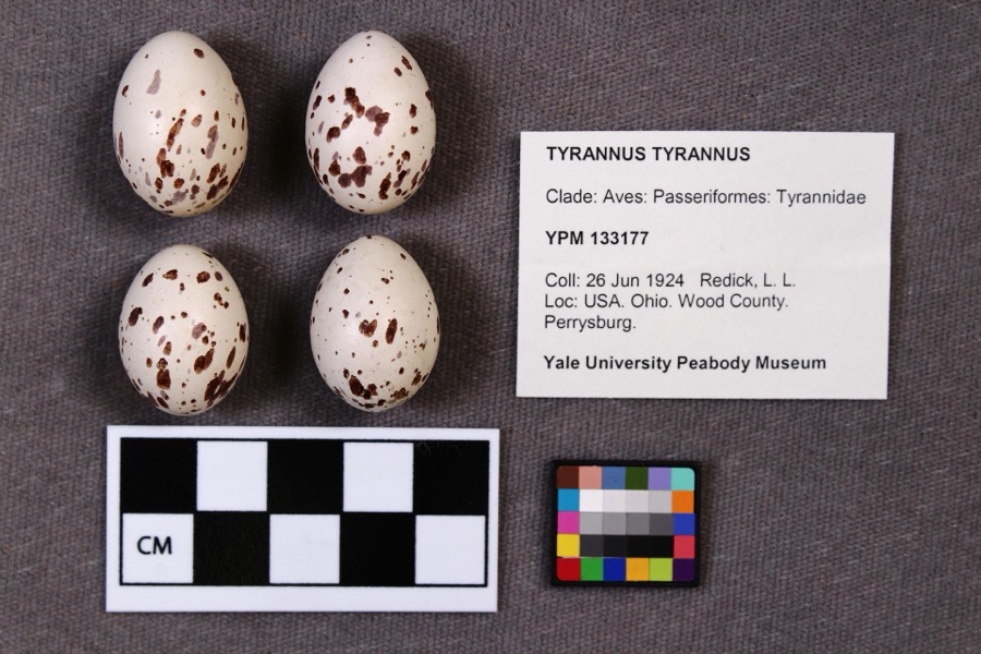 Specimen of Tyrannus tyrannus (Linnaeus, 1758)