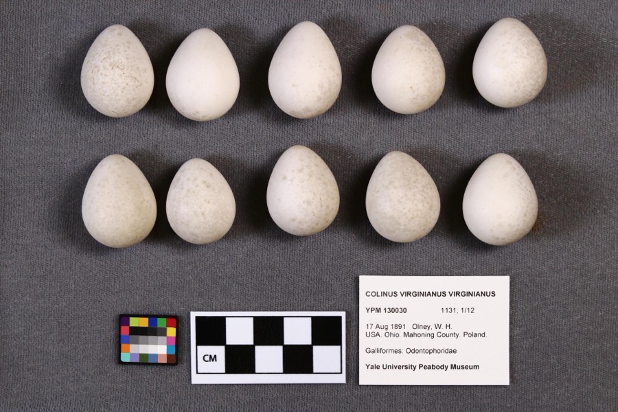 Specimen of Colinus virginianus virginianus (Linnaeus, 1758)