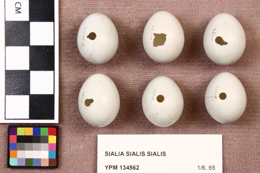 Specimen of Sialia sialis sialis (Linnaeus, 1758)