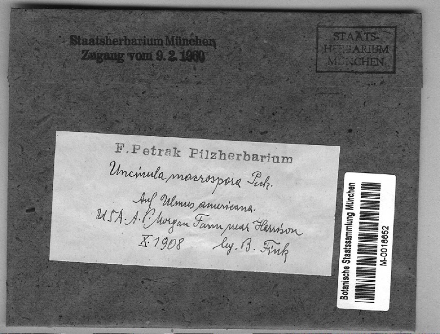 Specimen of Uncinula macrospora Peck