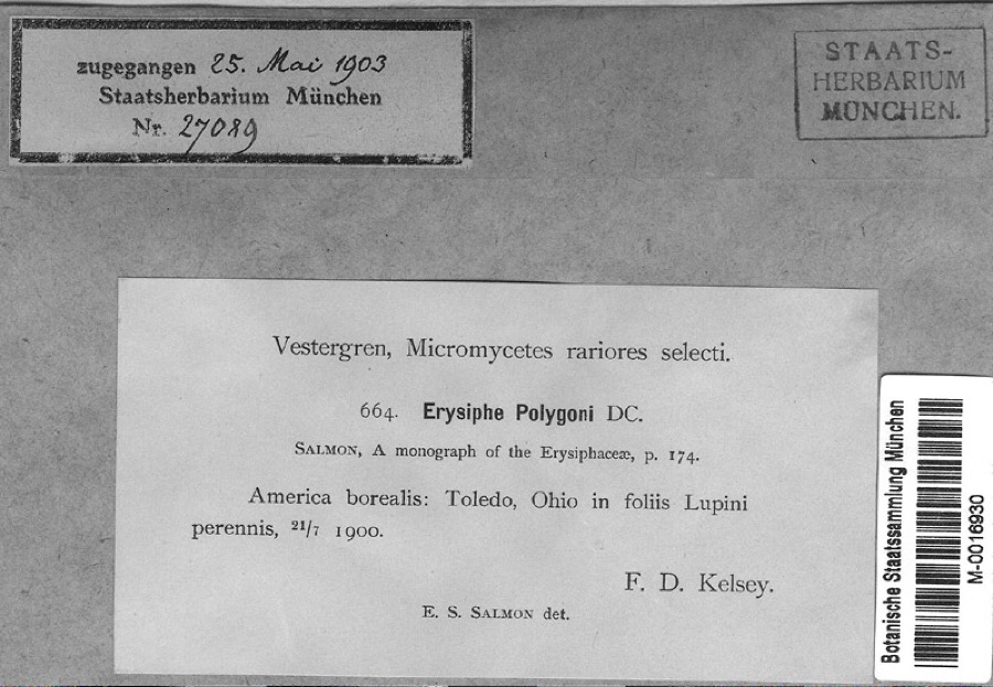 Specimen of Lupinus perennis L.