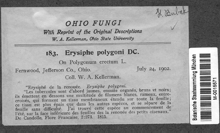 Specimen of Polygonum erectum L.