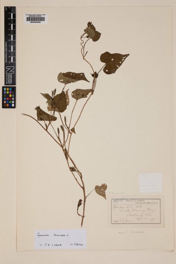Specimen of Ipomoea lacunosa L.