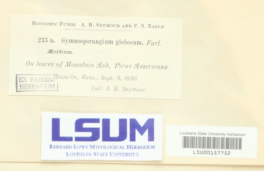 Specimen of Gymnosporangium globosum (Farl.) Farl.