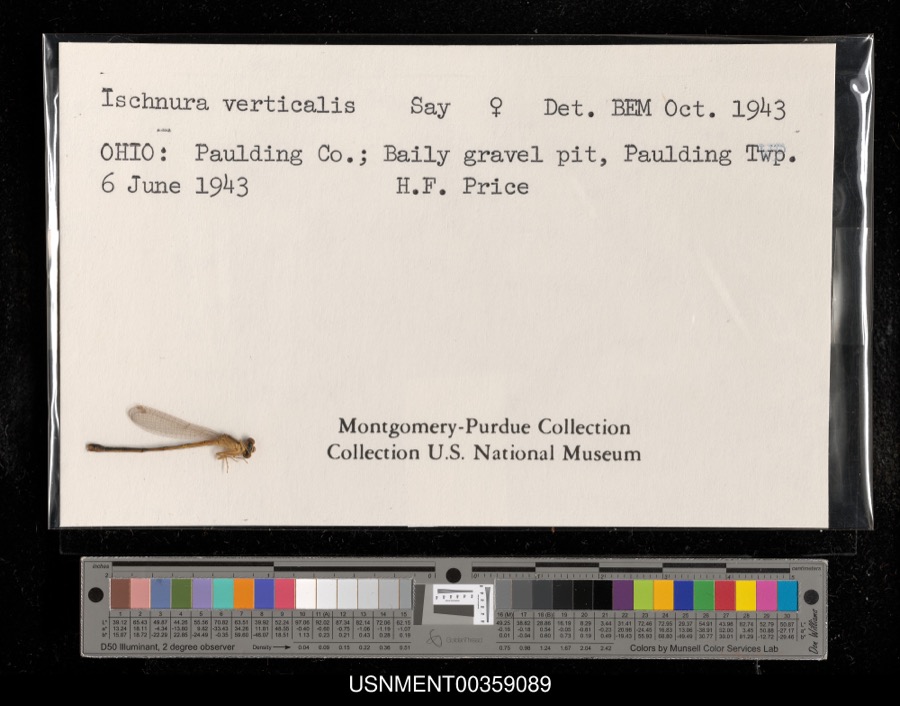 Specimen of Ischnura verticalis (Say, 1840)