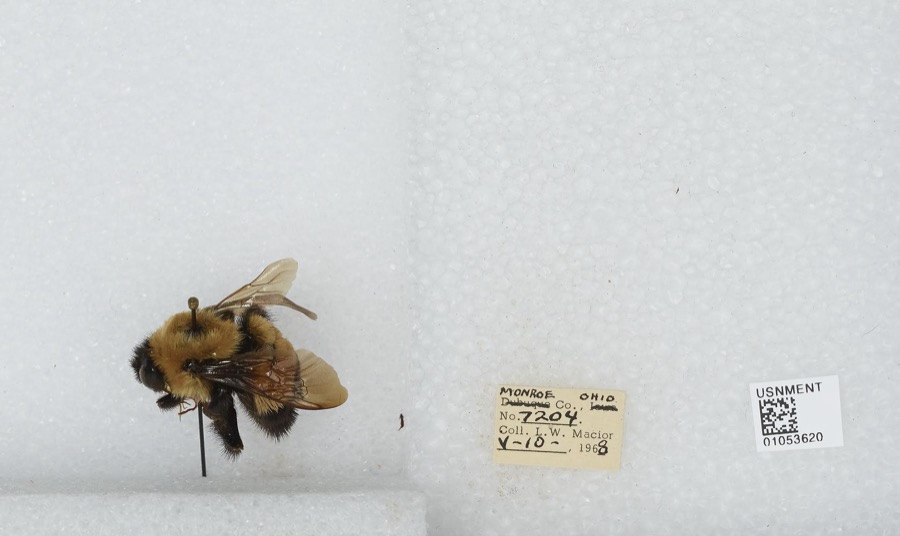 Specimen of Bombus affinis Cresson, 1863