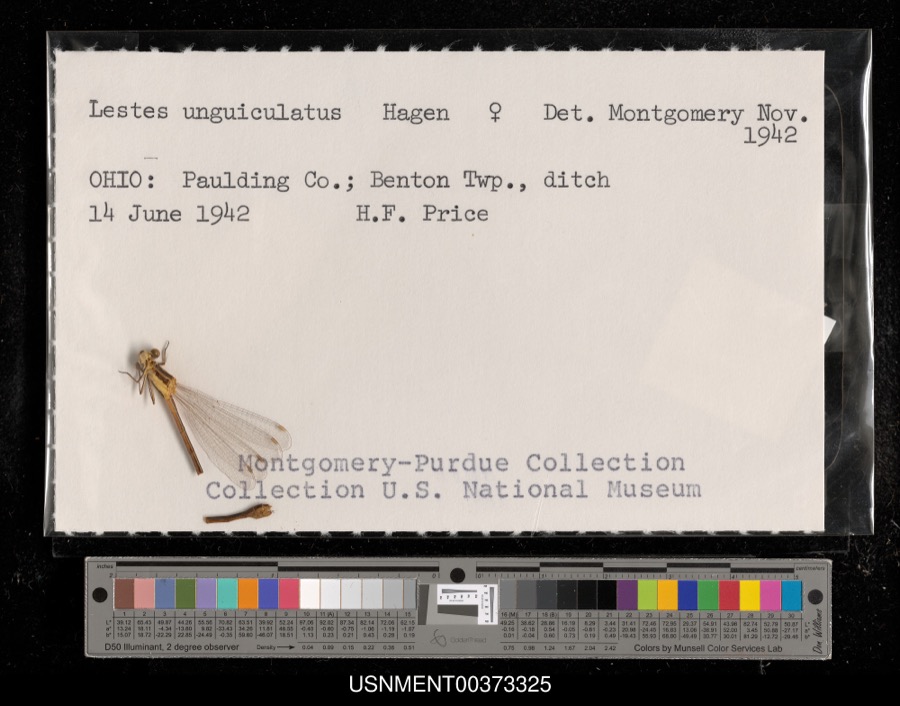 Specimen of Lestes unguiculatus Hagen, 1861