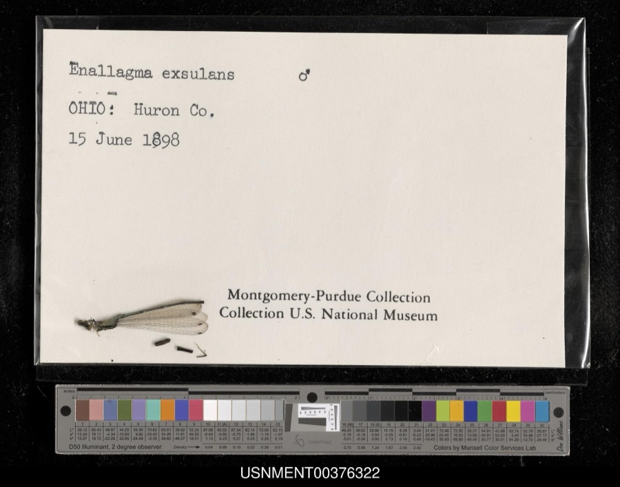 Specimen of Enallagma exsulans (Hagen, 1861)