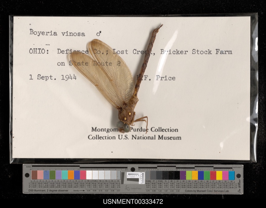 Specimen of Boyeria vinosa (Say, 1840)