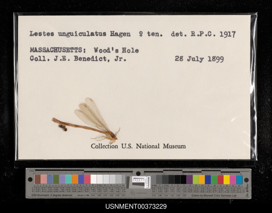 Specimen of Lestes unguiculatus Hagen, 1861