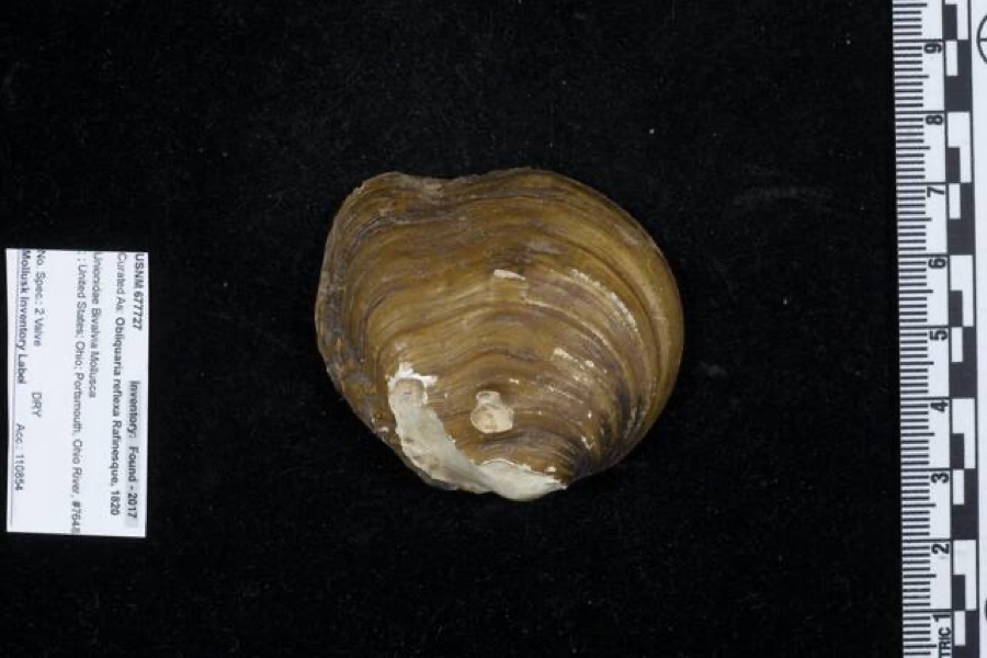 Specimen of Obliquaria reflexa Rafinesque, 1820