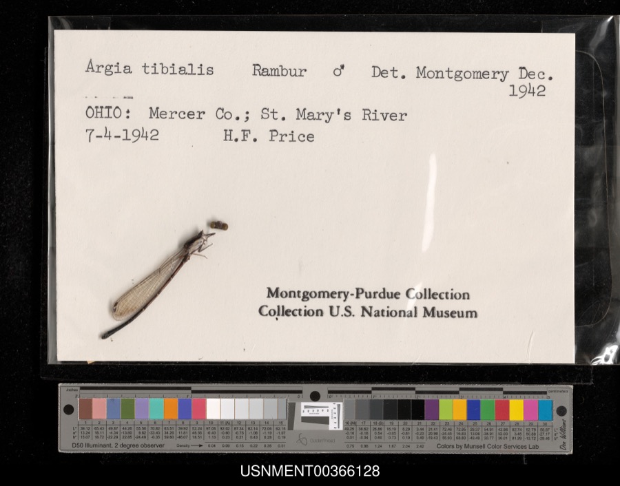 Specimen of Argia tibialis (Rambur, 1842)