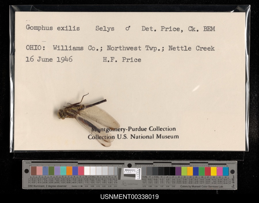 Specimen of Gomphus exilis Selys, 1854